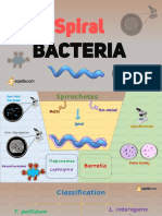 Spiral: Bacteria