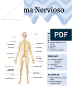 3P - Anatomía y Fisiología