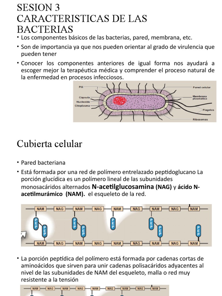 Sesion 3 Micro | PDF | Las bacterias | Bacterias Gram Positivas