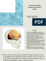 Anatomia Lobului Occipital, Funcțiile Și Bolile