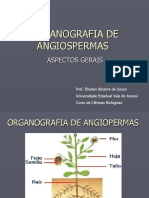 Organografia de angiospermas em