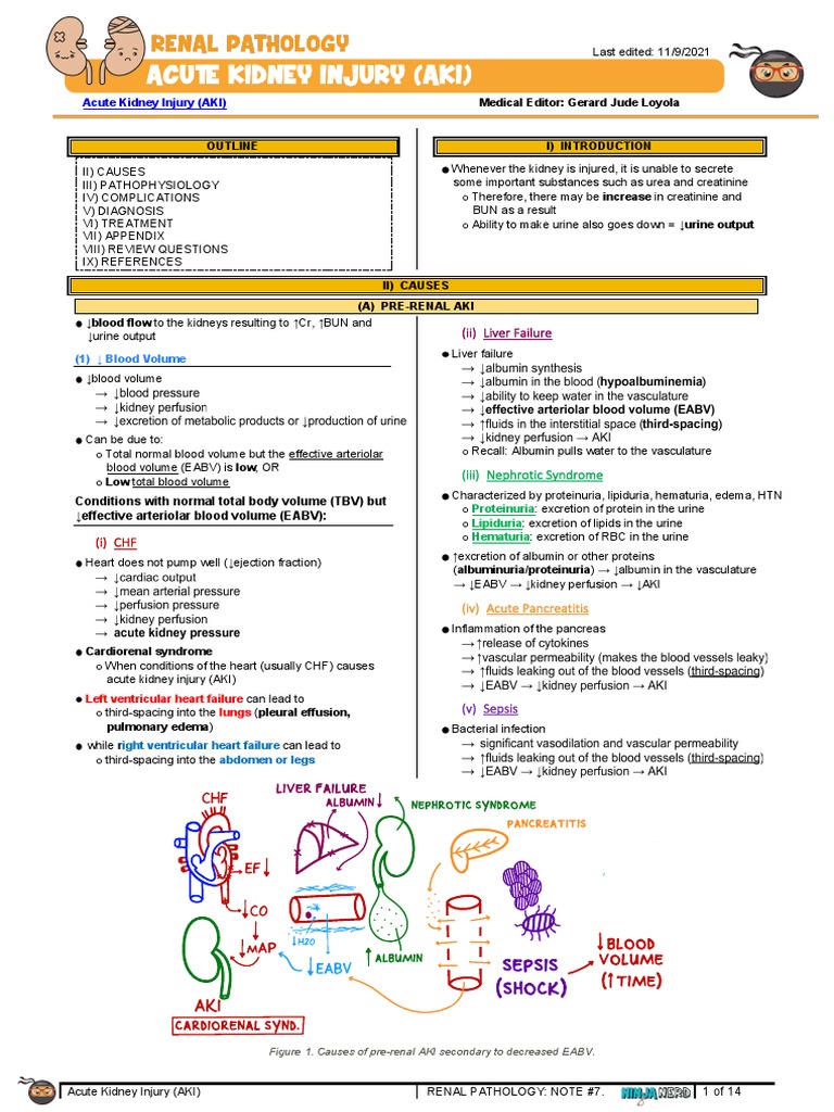 Renal Pathology Acute Kidney Injury AKI PDF Kidney Medical