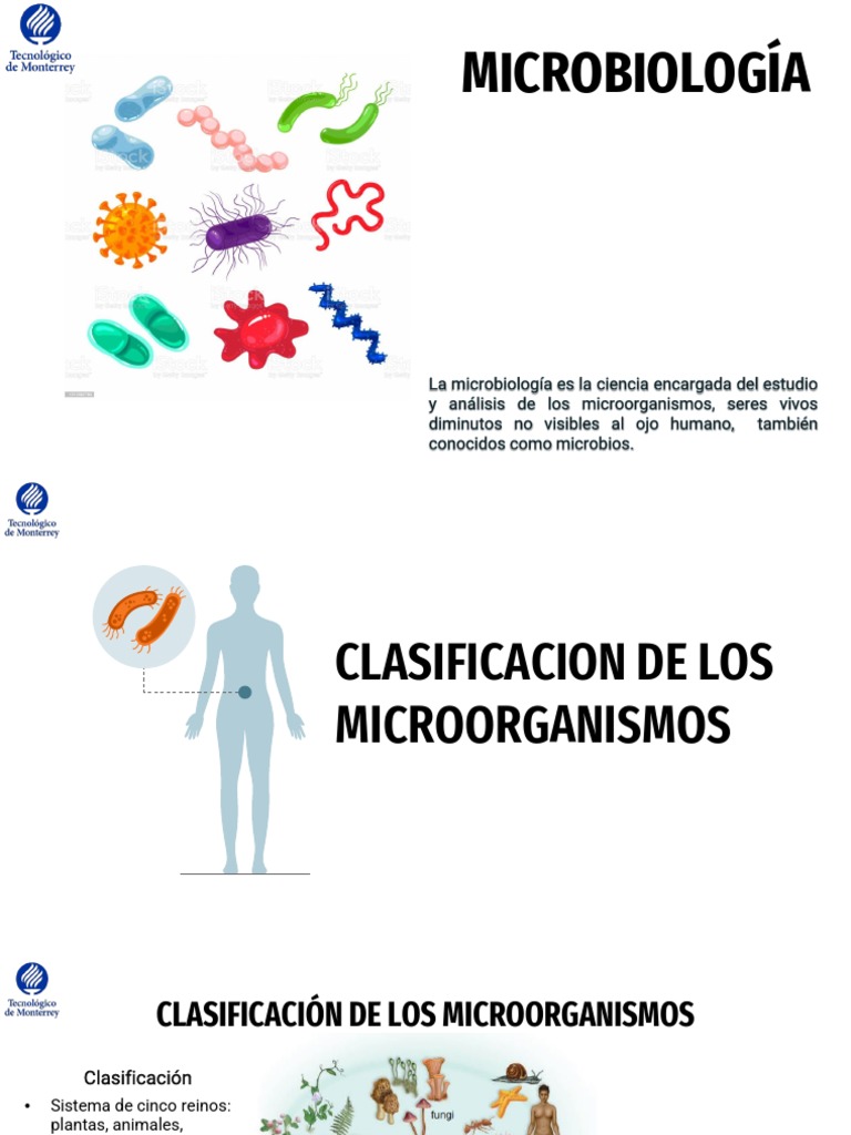 Clasificación de Microorganismos para Niños | PDF | Las bacterias ...