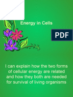 Energy in Cells