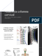 Anatomia Cervical