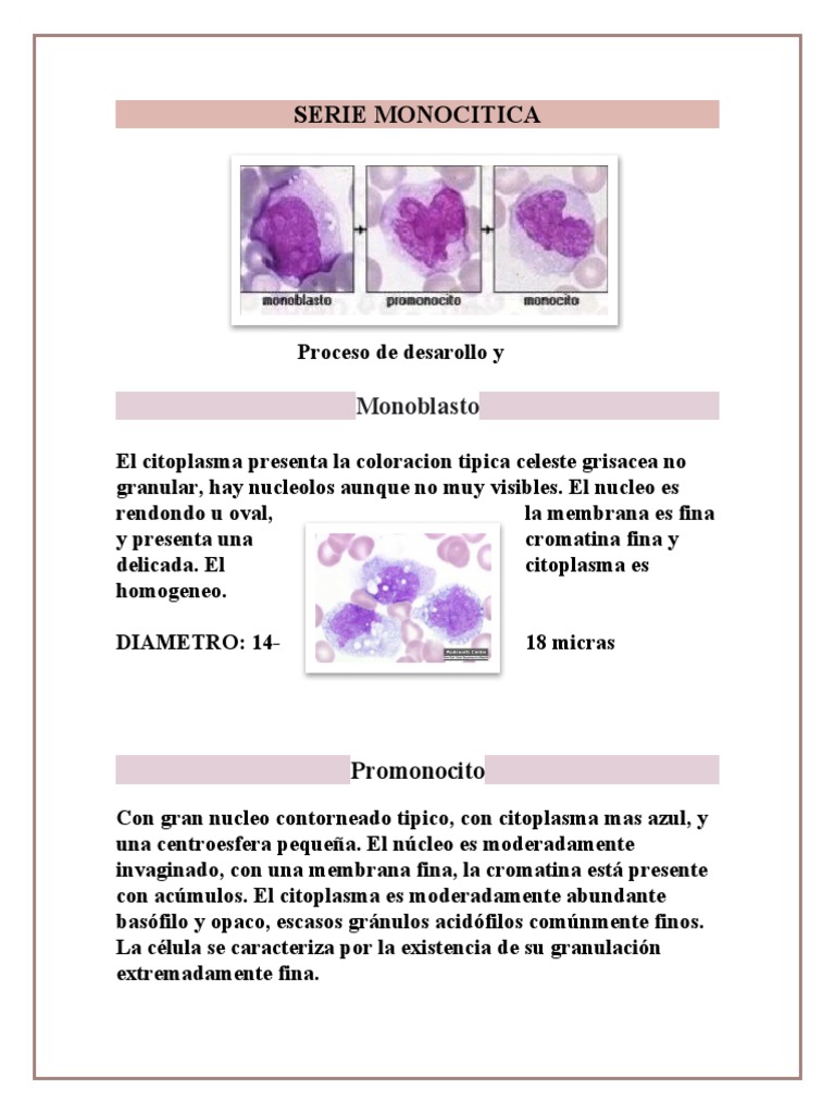 Morfología y características de monocitos | PDF