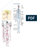 Sistema Nervioso Central Sistema Nervioso Periférico