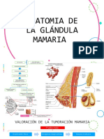 Anatomia de La Glándula Mamaria