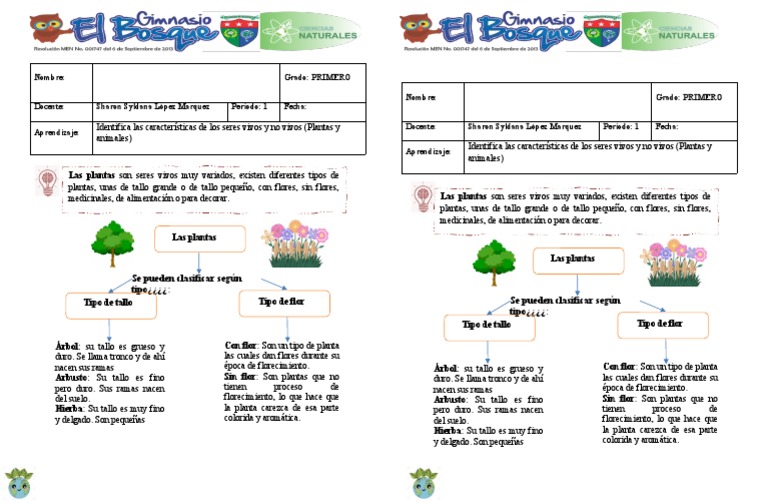 1° Clases de Plantas 2 1P (S) Descargar gratis PDF Tallo de la