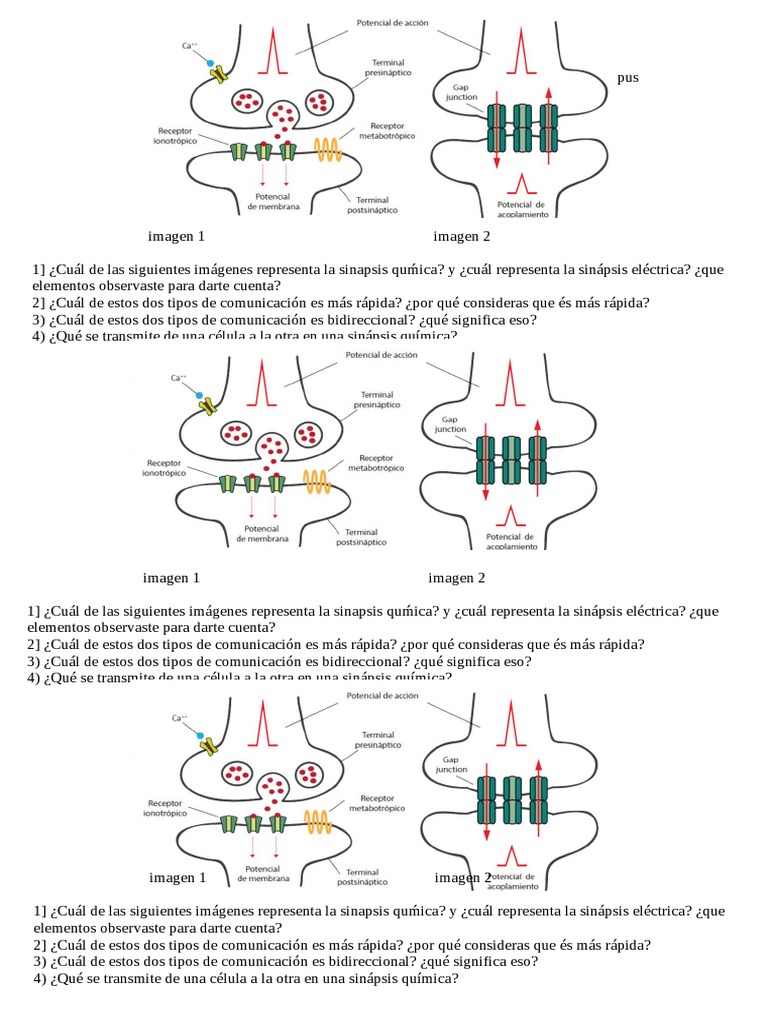 Sinapsis Quimica Vs Electrica | PDF