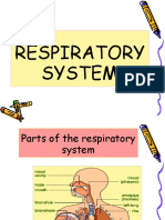 Respiratory System 3