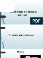 Terminología Del Sistema Nervioso