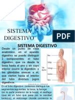 Sistema Digestivo