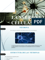 Función y estructura de las neuronas y células glia