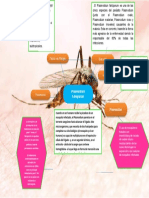 Plasmodium Falciparum