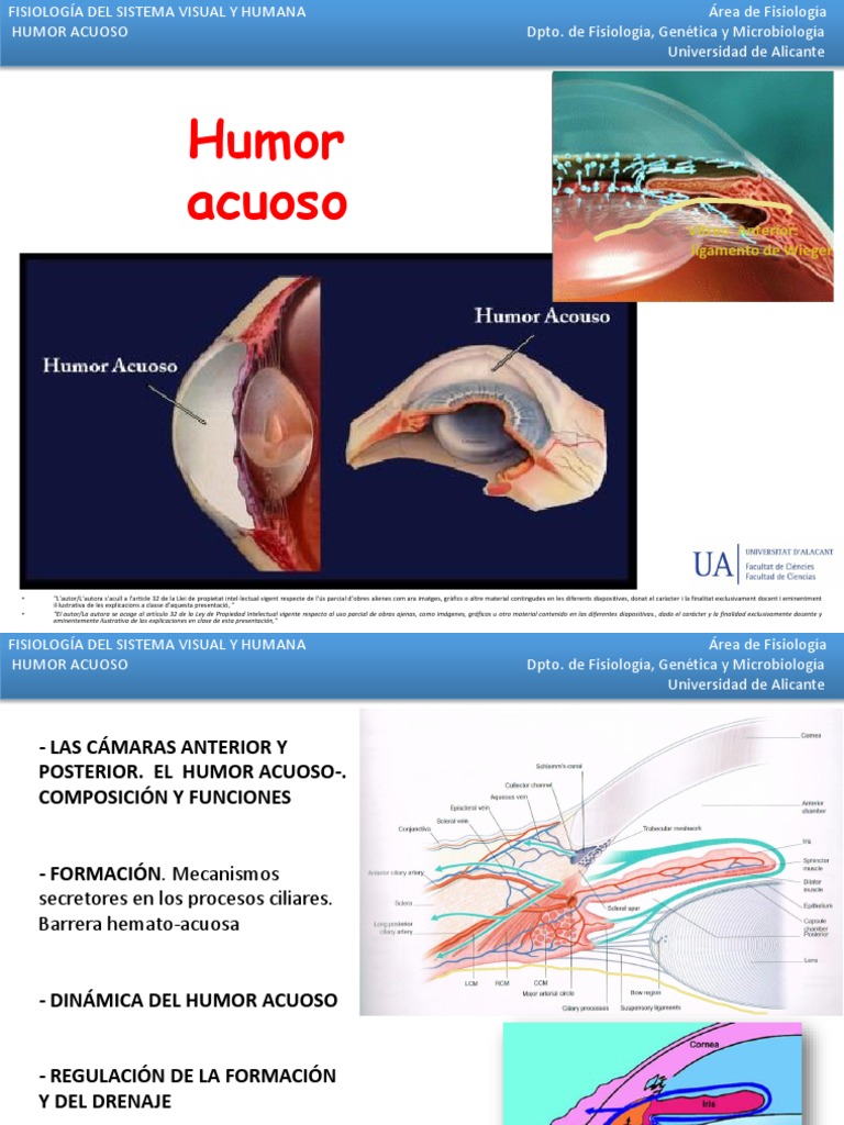 Formación y Función del Humor Acuoso | PDF | Córnea | Ojo humano