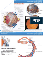 Ud7 FSVH: Circulación Ocular
