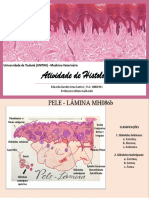 Atividade de Histologia: Universidade de Taubaté (UNITAU) - Medicina Veterinária