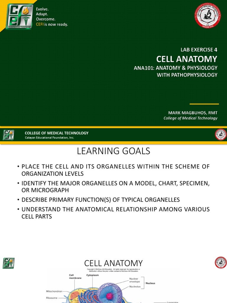 Lab Exercise 4 Cell Anatomy PDF Endoplasmic Reticulum Cell