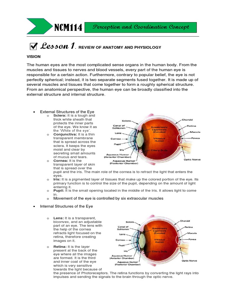 Perception and Coordination Lesson 1.2 PDF Ear Eye