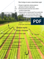 Auxinas e citocininas: efeitos no desenvolvimento vegetal