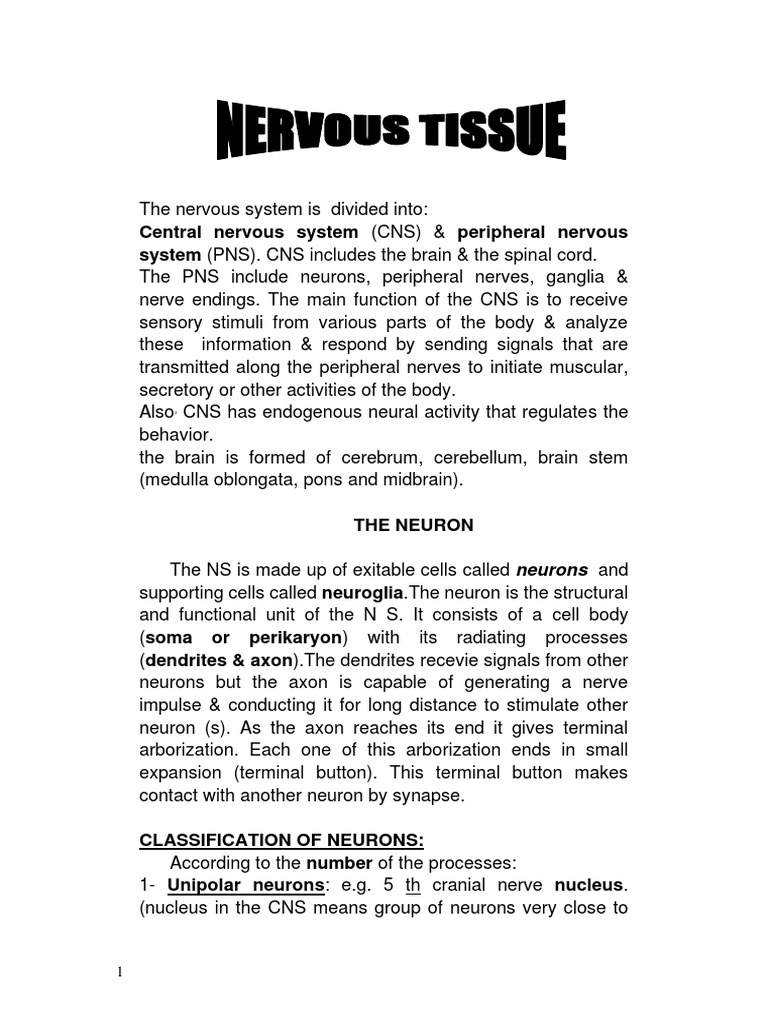Overview of Nervous Tissue Structure | PDF | Neuron | Axon