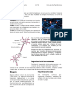 Inv. Neurona, Hemisferios y Corteza Cerebral