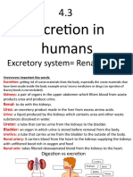 Excretion in Humans: Excretory System Renal System