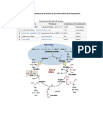 El Ciclo de La Urea Comienza en El Interior de Las Mitocondrias de Los Hepatocitos