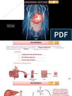 İncebağırsağın Yapısı - İncebağırsakta Sindirim: Biyotik Yazarı Canset YILDIZ