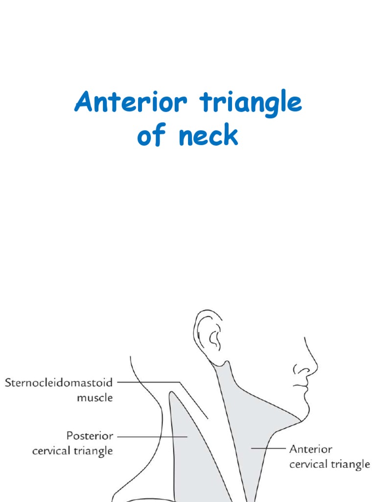 Anterior Triangle of Neck PDF Common Carotid Artery Neck