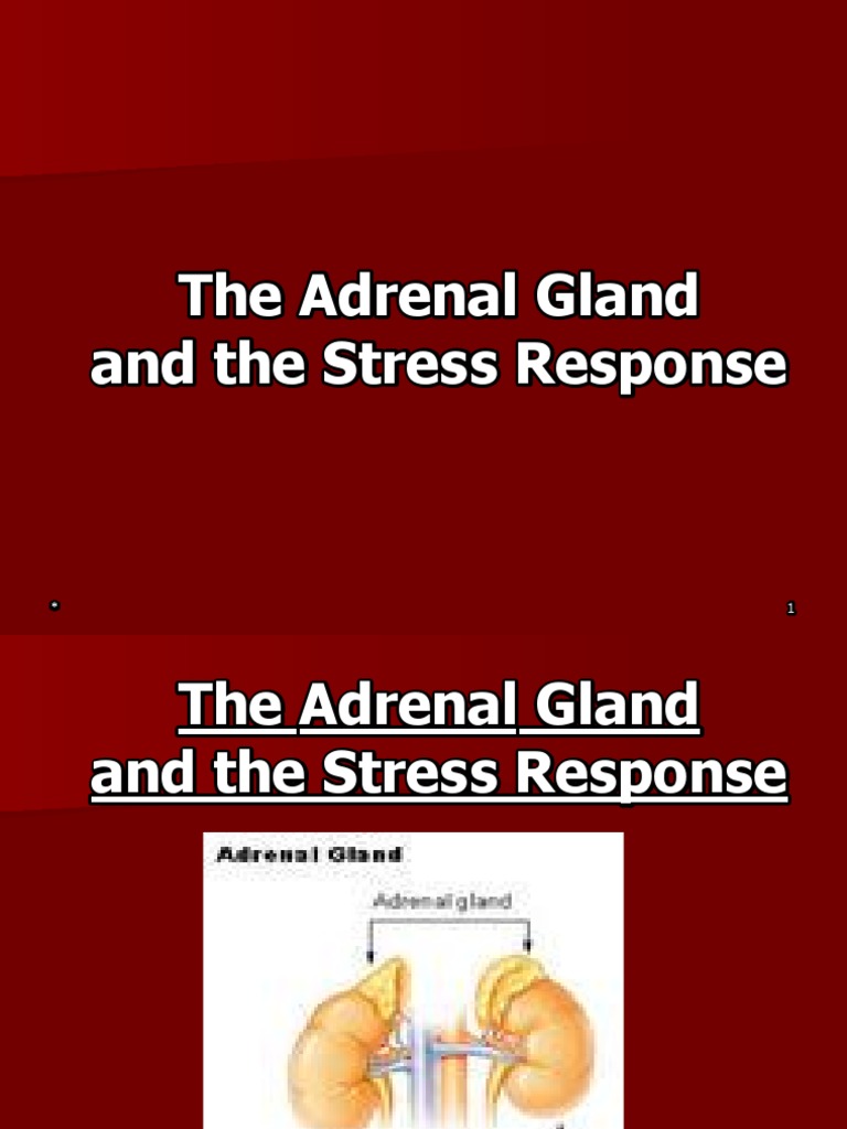 Adrenal Gland | PDF | Adrenal Gland | Cortisol