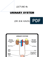 Lecture Urinary System Histology