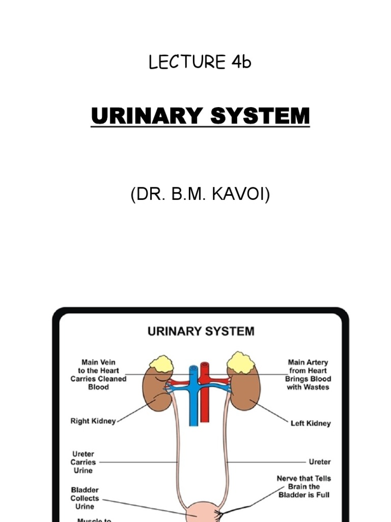 Urinary System Anatomy Overview | PDF | Kidney | Urinary System