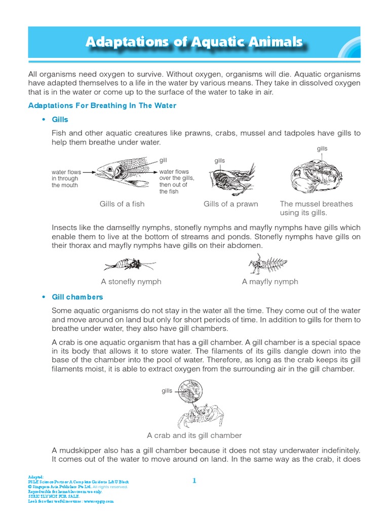 Adaptations of Aquatic Animals Min PDF Gill Water