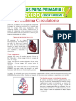 Órganos Principales Del Sistema Circulatorio para Tercero de Primaria