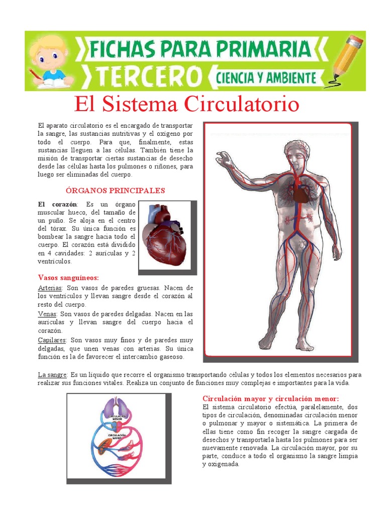 Tríptico del Sistema Circulatorio Infantil | PDF | Sistema circulatorio ...