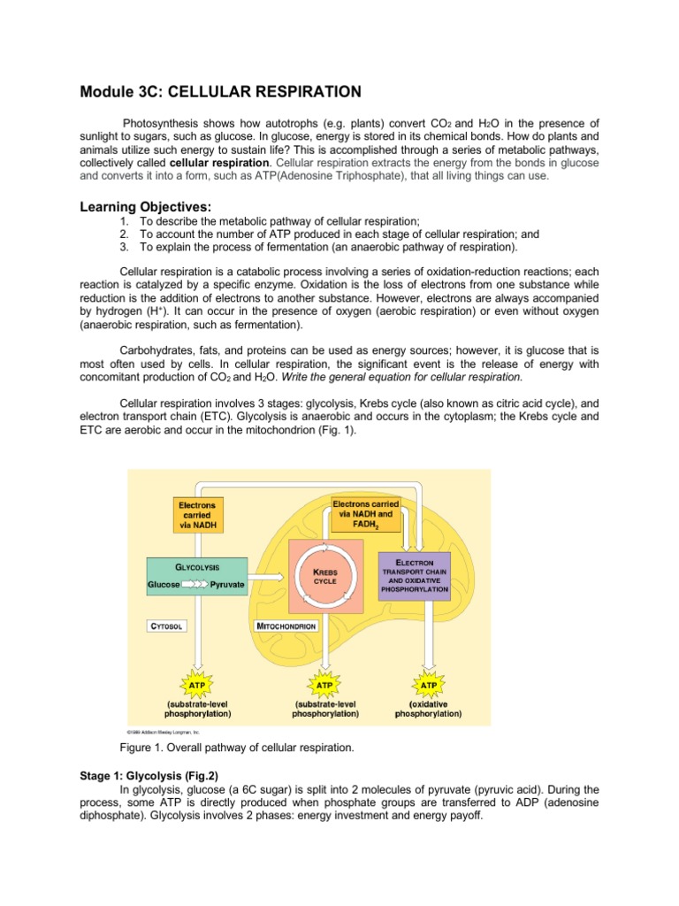 Module 3c Cellular Respiration Pdf Cellular Respiration Diet