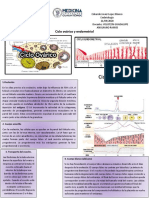 Ciclo Ovarico