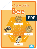 Us S 10 Life Cycle of A Bee Poster - Ver - 1