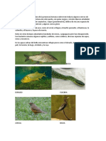 Flora y Fauna Del Paraná