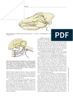 Anatomia - Veterinaria - Dyce - 4ta - Edicion (Arrastrado) 2