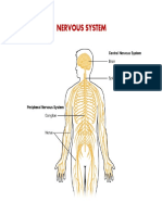 Nervous System