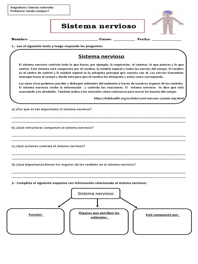 Guía del Sistema Nervioso 4° Básico | PDF | Cerebro | Sistema nervioso