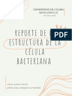 Reporte de La Estructura Bacteriana