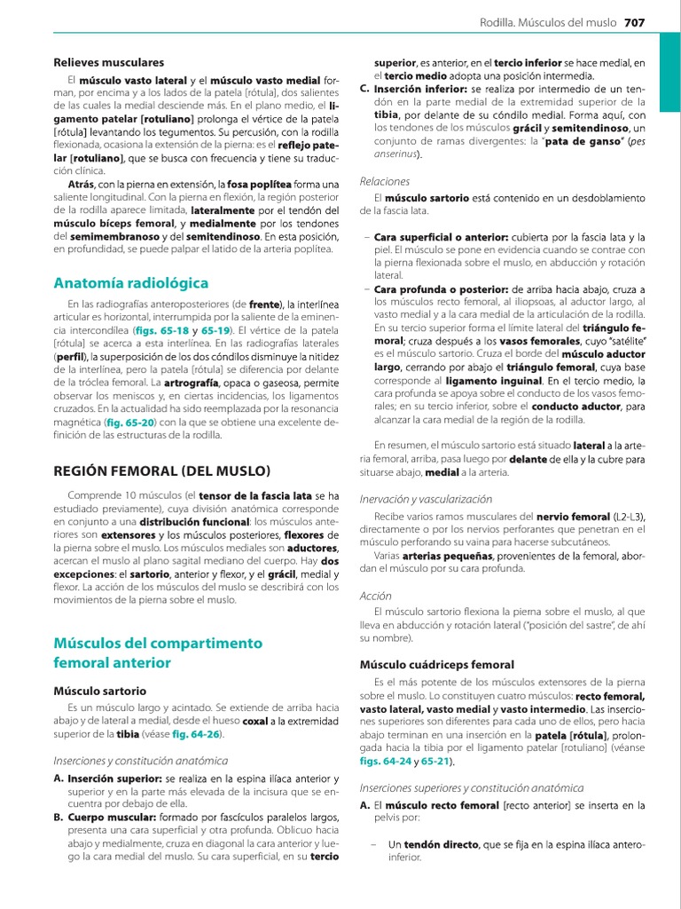 Spanish Muscle Anatomy Poster Anterior Posterior Deep Layers 24 X 36 – Body  of Elements, image size:768x1024