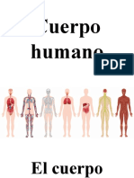 Cuerpo Humano