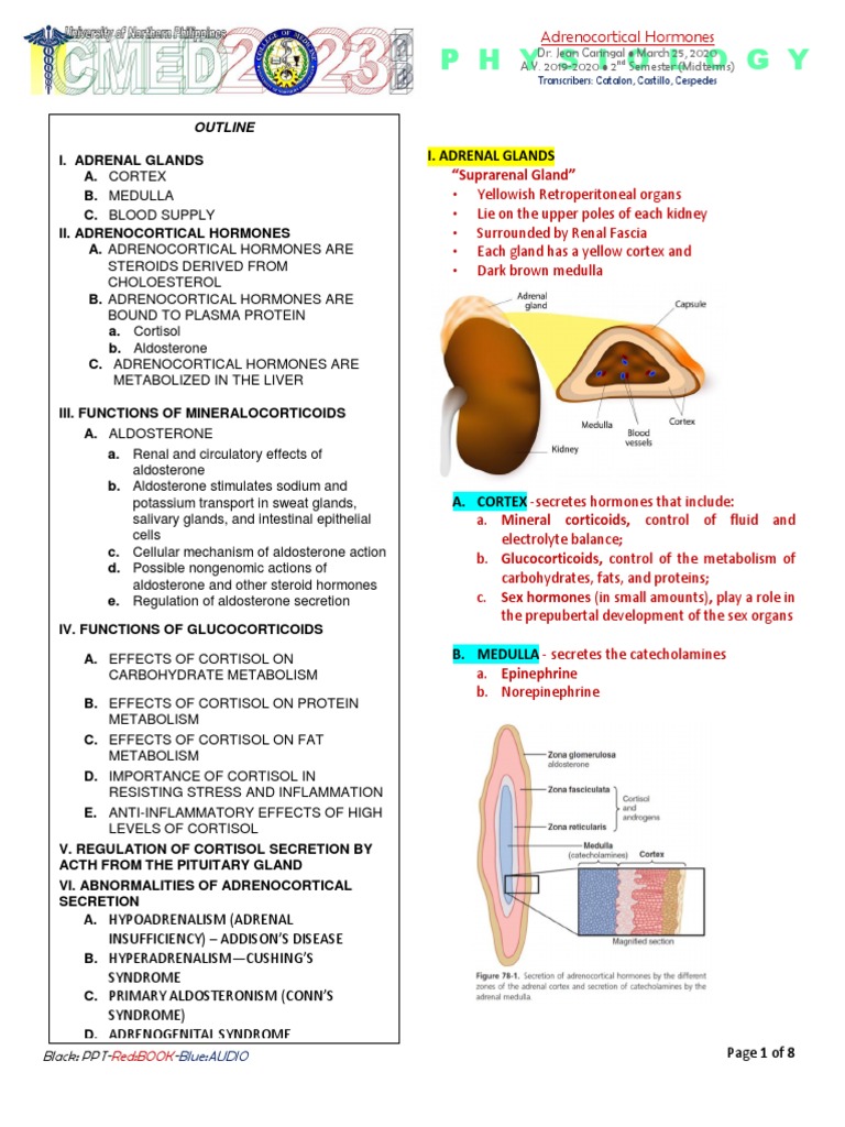 TOPIC3.4 PHYSIOLOGY Adrenocortical Hormones | PDF | Adrenal Gland ...