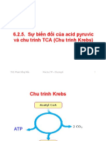 6.2.5. Sự biến đổi của acid pyruvic và chu trình TCA (Chu trình Krebs)