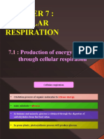 Production of Energy Through Cellular Respiration